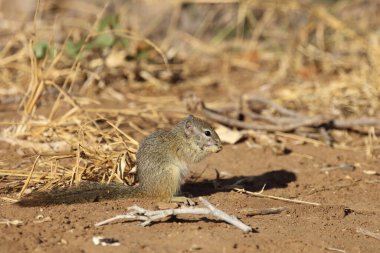 Tree squirrel / Paraxerus Cepapi