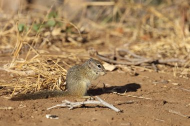 Tree squirrel / Paraxerus Cepapi
