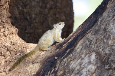 Tree squirrel / Paraxerus Cepapi