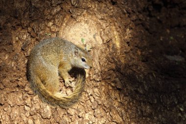 Tree squirrel / Paraxerus Cepapi