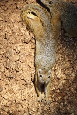 Tree squirrel / Paraxerus Cepapi