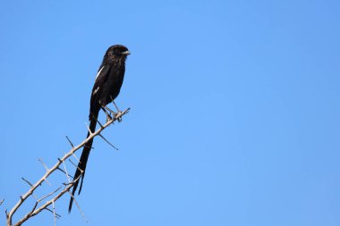 Long-tailed shrike - Magpie shrike / Lanius schach