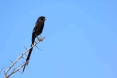 Long-tailed shrike - Magpie shrike / Lanius schach