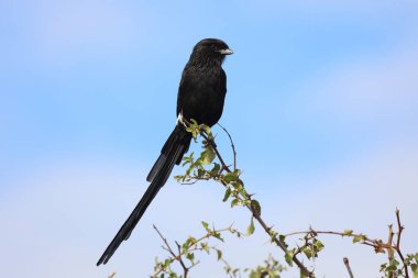 Long-tailed shrike - Magpie shrike / Lanius schach