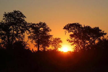 Sundown Kruger Park South Africa