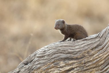 Dwarf Mongoose / Helogale parvula