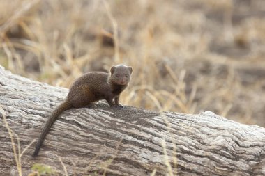 Dwarf Mongoose / Helogale parvula