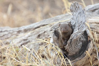 Dwarf Mongoose / Helogale parvula