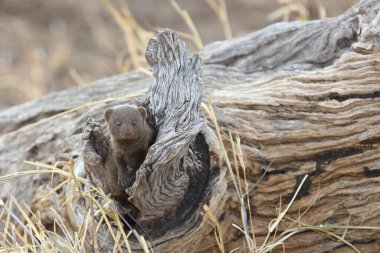 Dwarf Mongoose / Helogale parvula