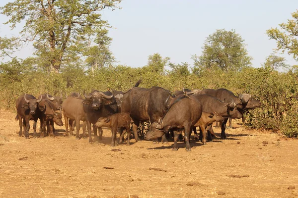 African Buffalo Syncerus Caffer — Photo