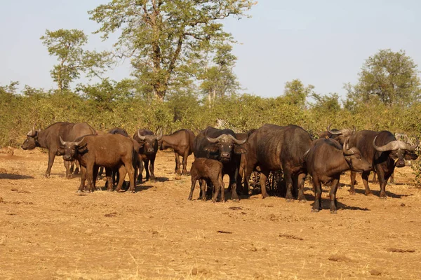 African Buffalo Syncerus Caffer — Photo