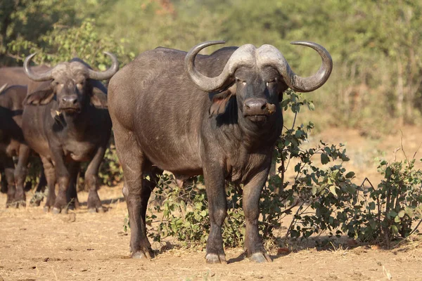 African Buffalo Syncerus Caffer — Photo