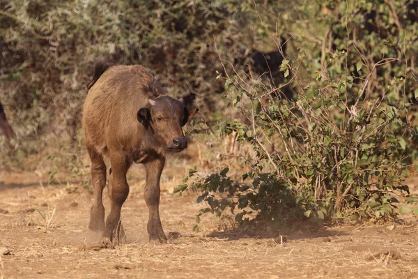 African Buffalo Syncerus Caffer — 스톡 사진