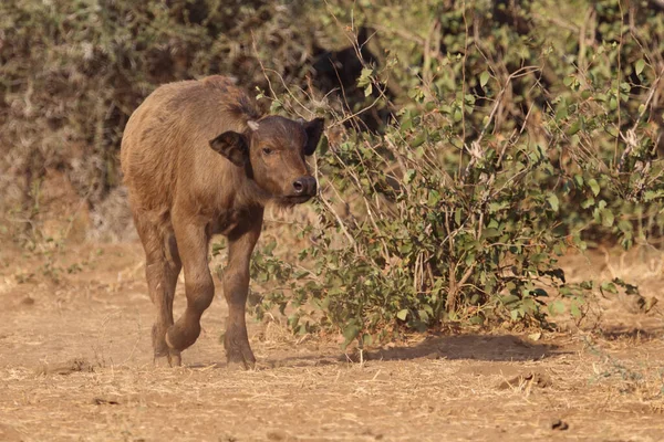 African Buffalo Syncerus Caffer — 스톡 사진