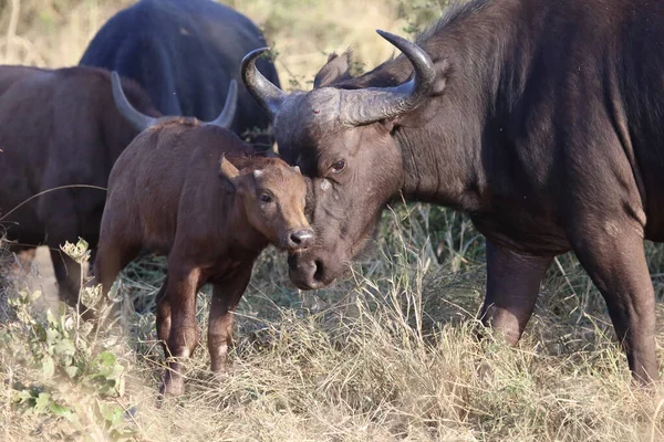 African Buffalo Syncerus Caffer — Stock Fotó