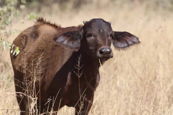African Buffalo Syncerus Caffer — Fotografia de Stock