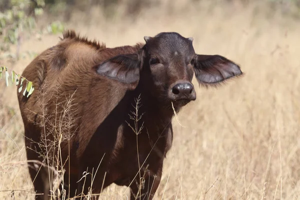 African Buffalo Syncerus Caffer — 스톡 사진