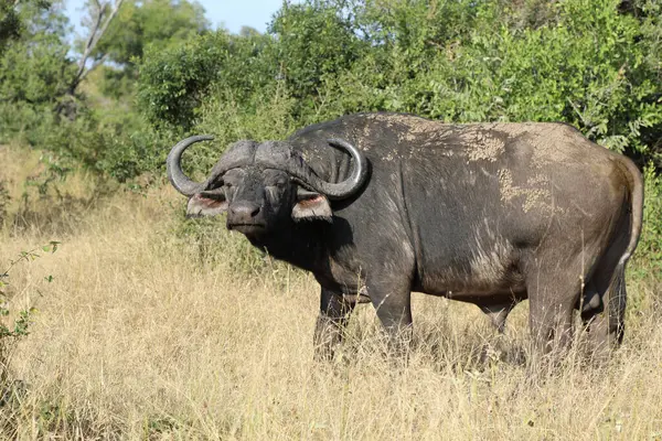 African Buffalo Syncerus Caffer — Zdjęcie stockowe
