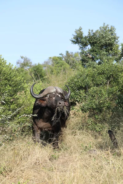 African Buffalo Syncerus Caffer — Zdjęcie stockowe