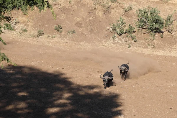 African Buffalo Syncerus Caffer — Foto de Stock