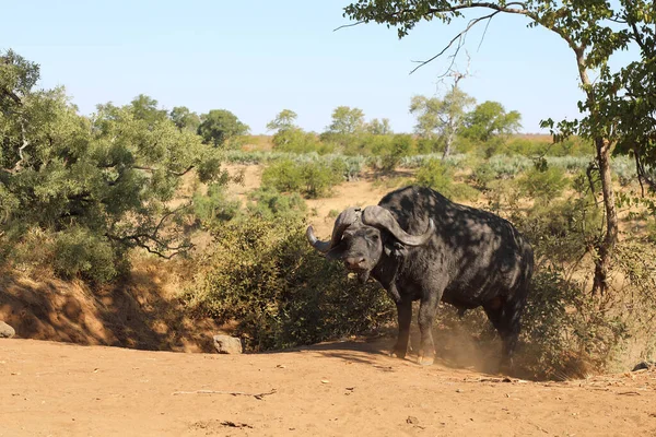 African Buffalo Syncerus Caffer — 图库照片
