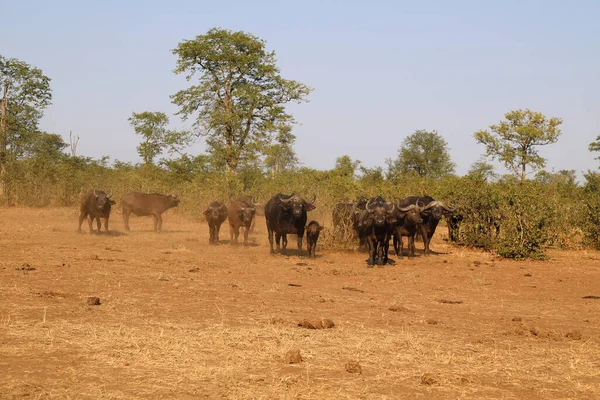 African Buffalo Syncerus Caffer — Photo