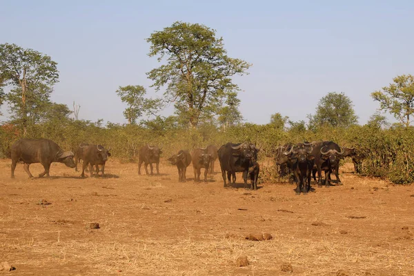 African Buffalo Syncerus Caffer — Photo