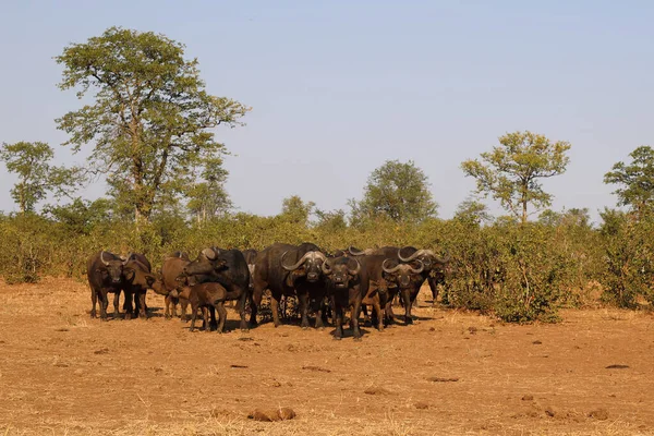 African Buffalo Syncerus Caffer — 스톡 사진