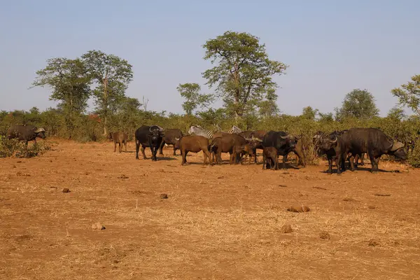 African Buffalo Syncerus Caffer — Photo