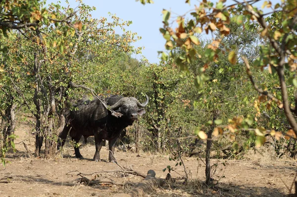 African Buffalo Syncerus Caffer — 스톡 사진