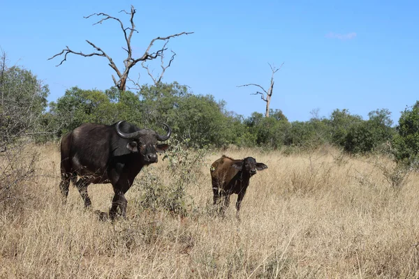 African Buffalo Syncerus Caffer — Zdjęcie stockowe