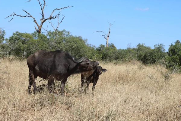 African Buffalo Syncerus Caffer — 图库照片