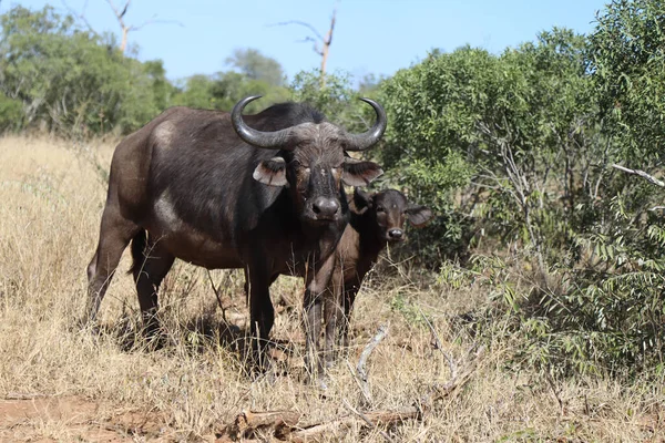 African Buffalo Syncerus Caffer — Zdjęcie stockowe