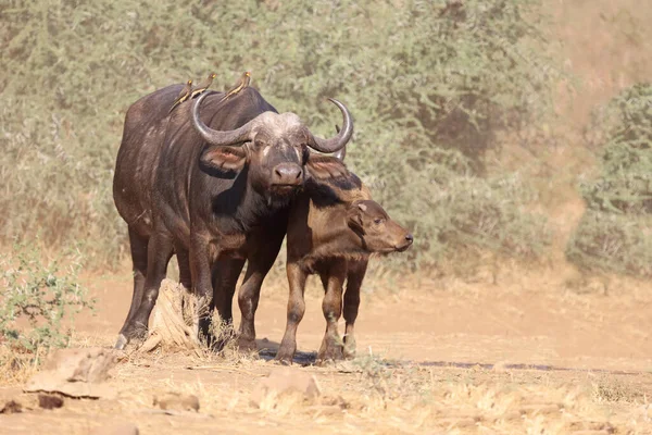 Buffalo Yellow Billed Oxpecker Syncerus Caffer Buphagus Africanus — Zdjęcie stockowe