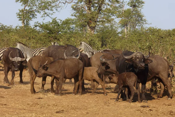 Buffalo Burchell Zebra Syncerus Caffer Equus Burchellii — Photo