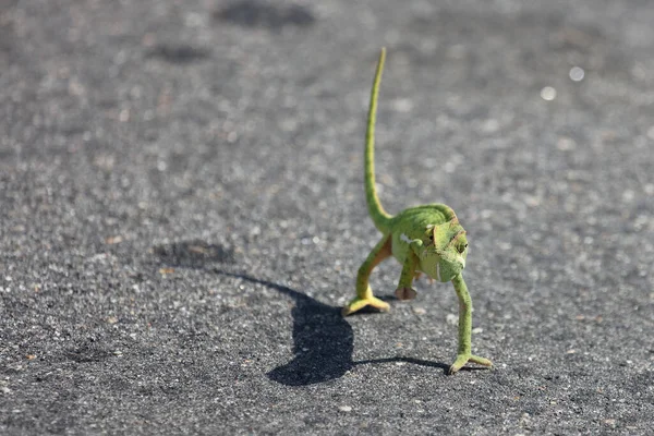 Flap Necked Chameleon Chamaeleo Dilepis — Stock Photo, Image