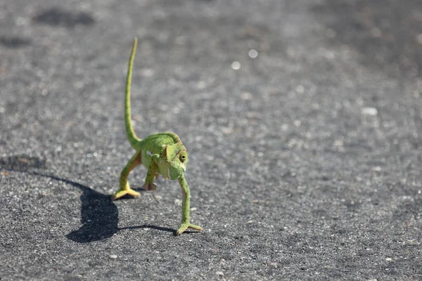 Flap Necked Chameleon Chamaeleo Dilepis —  Fotos de Stock