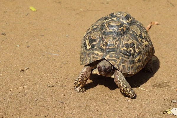 Leopard tortoise / Geochelone pardalis