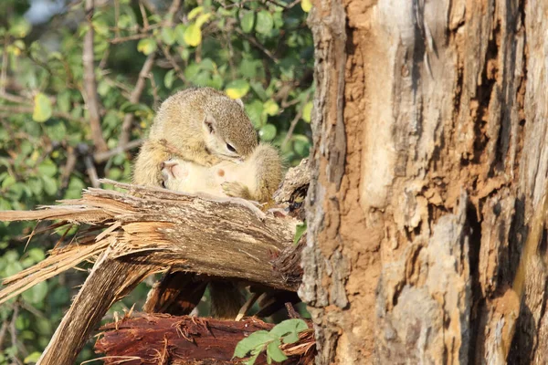Tree Squirrel Paraxerus Cepapi — Fotografia de Stock