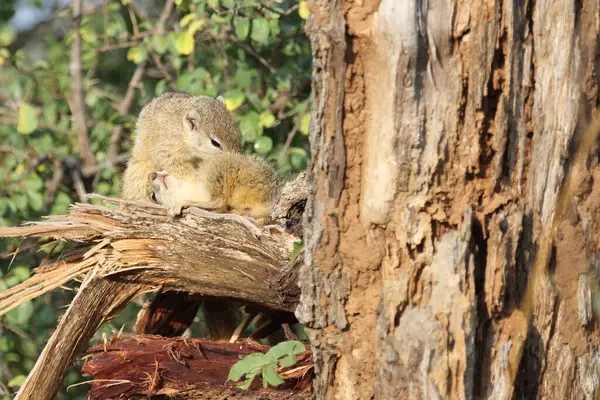 Tree Squirrel Paraxerus Cepapi — Fotografia de Stock