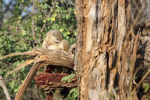 Tree Squirrel Paraxerus Cepapi — Fotografia de Stock