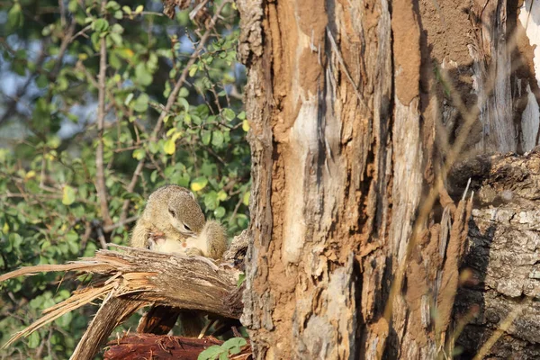 Tree Squirrel Paraxerus Cepapi — Stockfoto