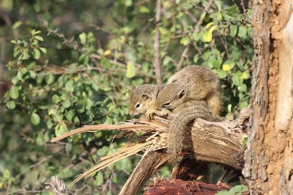 Tree Squirrel Paraxerus Cepapi — Fotografia de Stock