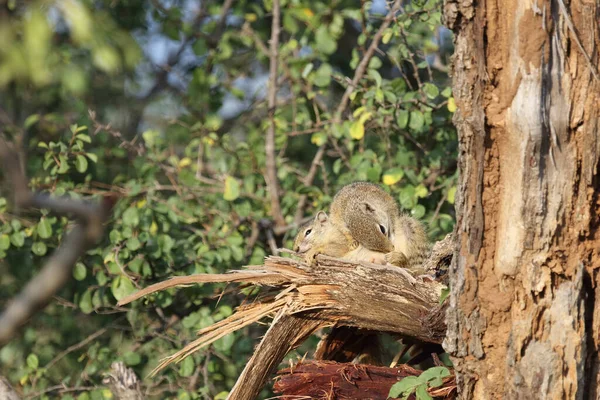 Tree Squirrel Paraxerus Cepapi - Stock-foto