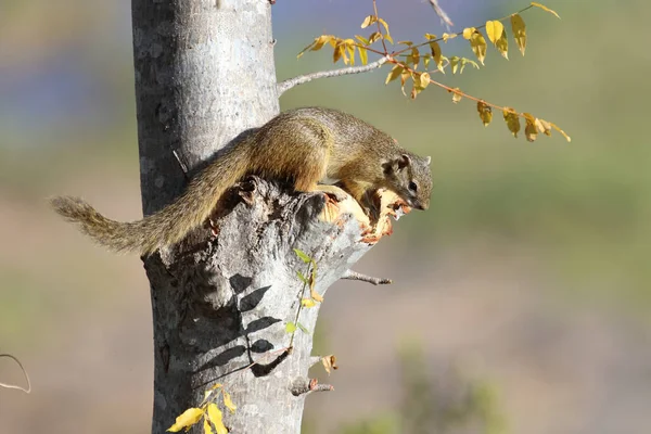 Tree Squirrel Paraxerus Cepapi — Fotografia de Stock