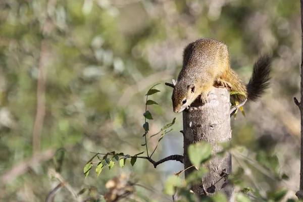 Tree Squirrel Paraxerus Cepapi — Fotografia de Stock