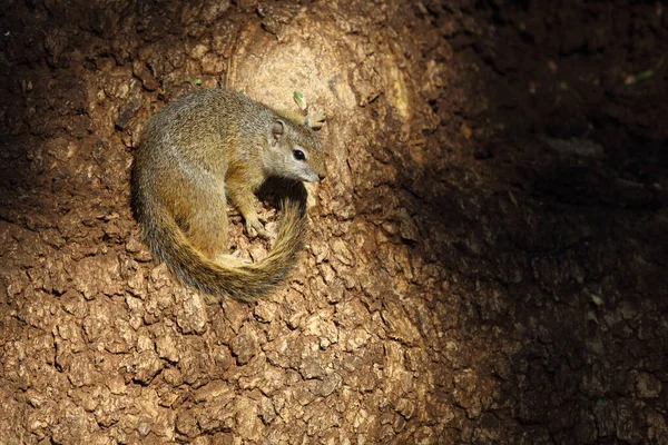 Tree Squirrel Paraxerus Cepapi — Fotografia de Stock