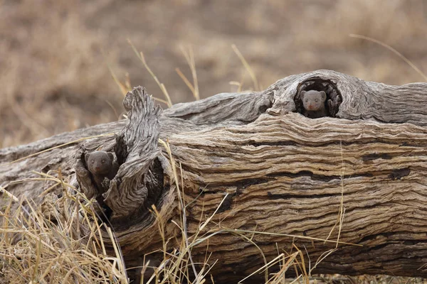 Dwarf Mongoose Helogale Parvula — Stockfoto