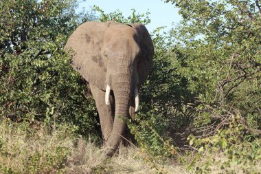 Afrikanischer Elefant / African elephant / Loxodonta africana