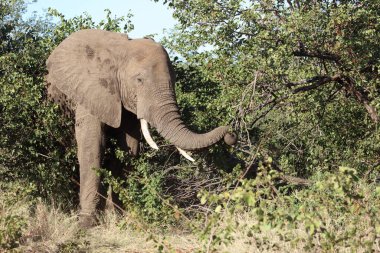 Afrikanischer Elefant / African elephant / Loxodonta africana